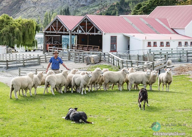 cánh đồng cừu ở New Zealand