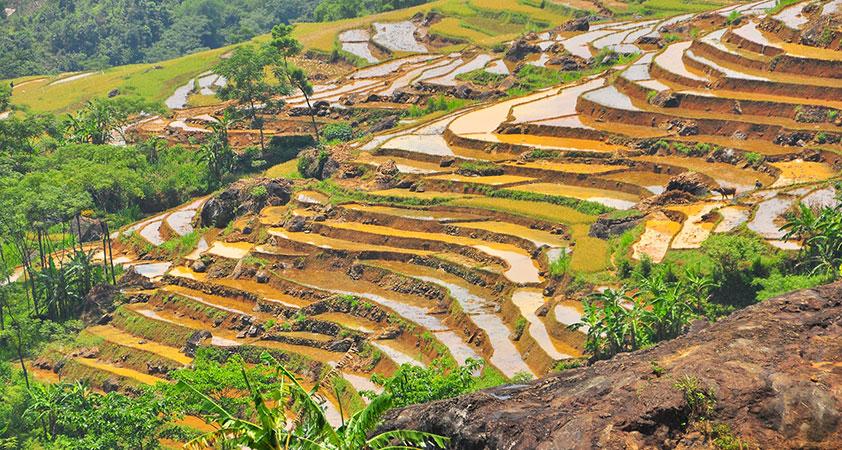 Rice terraces in Ban Don