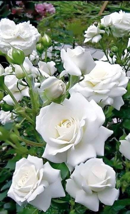 Tải hình ảnh hoa hồng đẹp tự nhiên và lãng mạn nhất thế giới