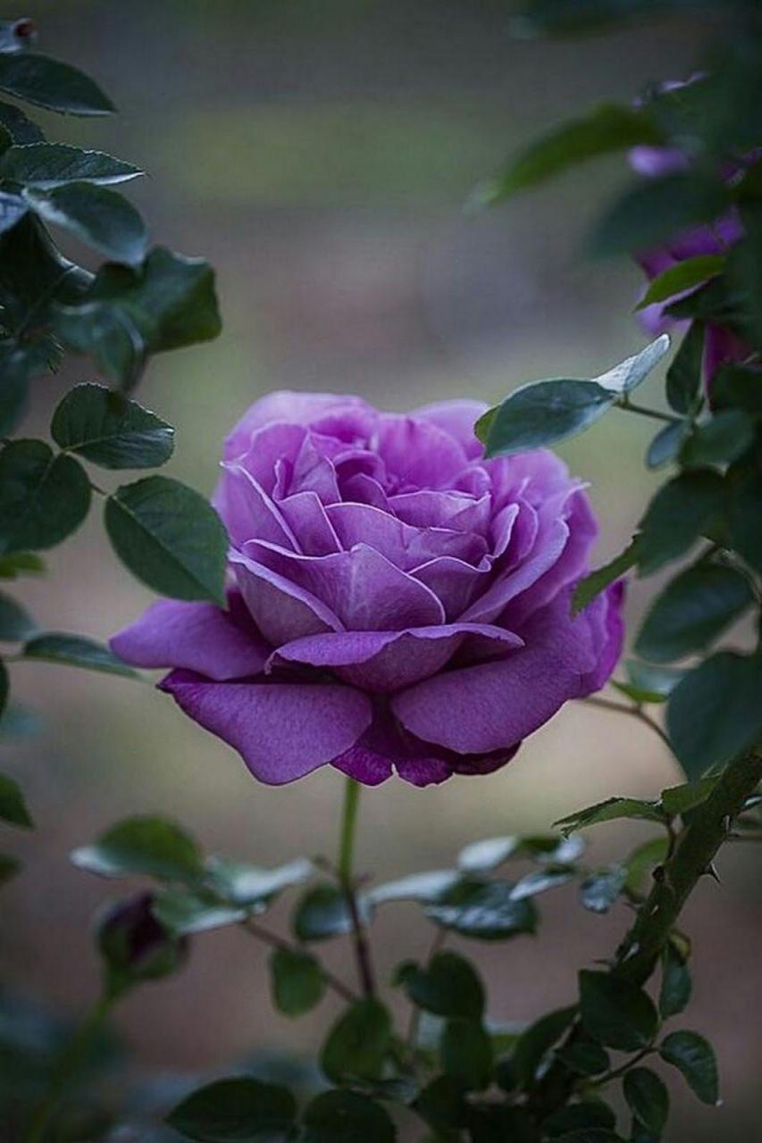 Hình ảnh, ý nghĩa hoa hồng tím đẹp dễ thương, lãng mạn nhất
