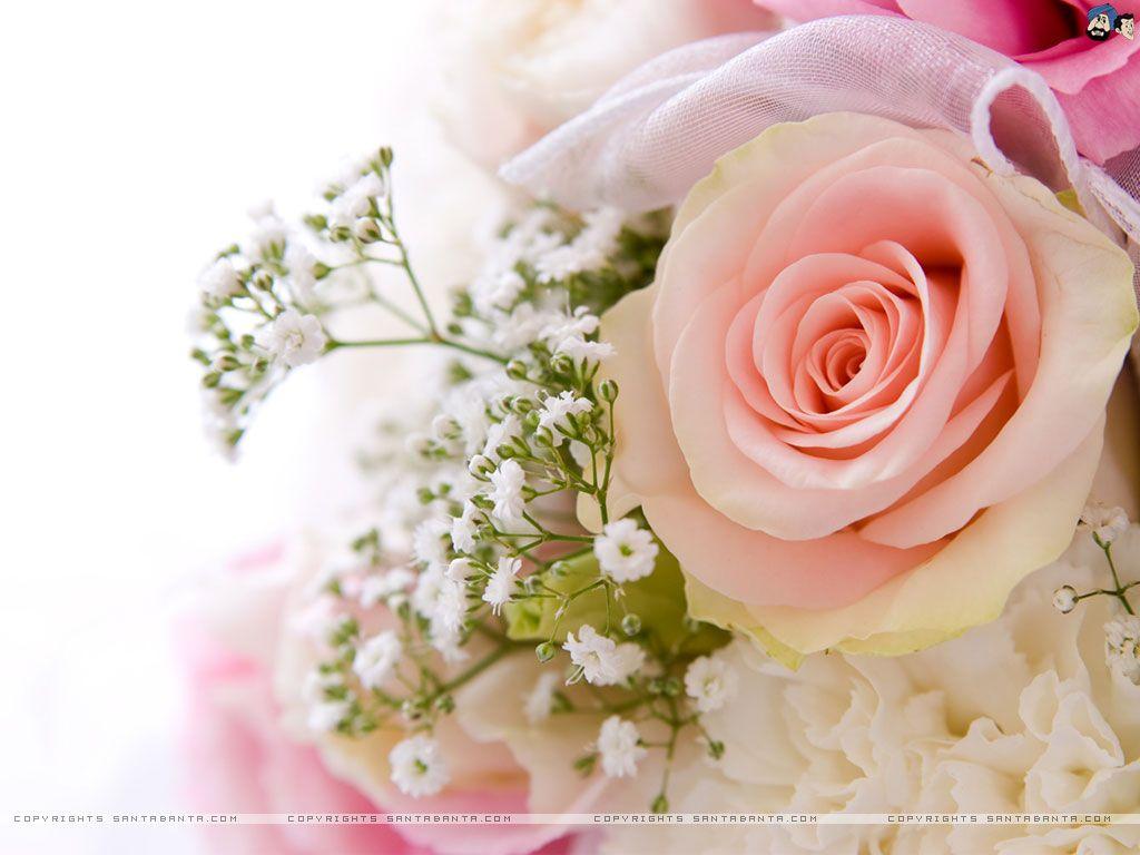 Top 100 hình ảnh hoa hồng đẹp ngọt ngào lãng mạn nhất thế giới
